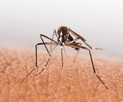 Mosquito Season Virginia