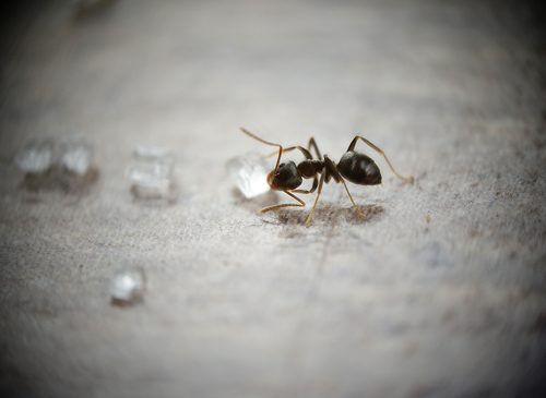 Ant licking a sugar piece.