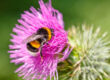 Bumble bee collecting pollen on pink flower