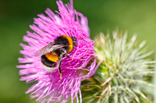 Bumble bee collecting pollen on pink flower