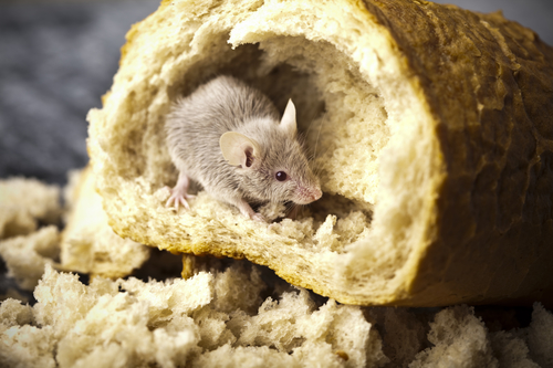 mouse bread