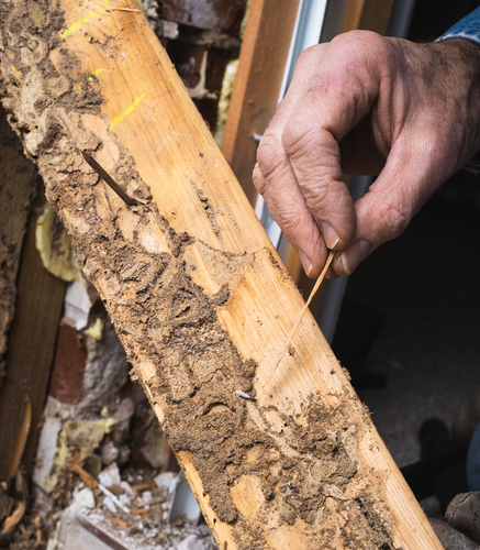 Termite and Wood Damage