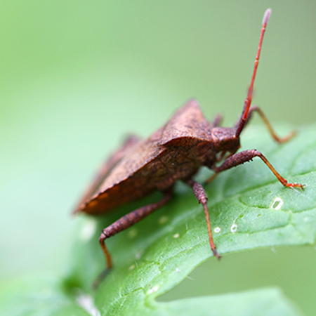 removing stink bugs