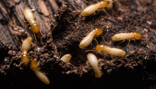 Close up termites