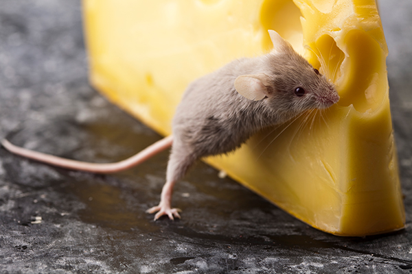 mouse cheese