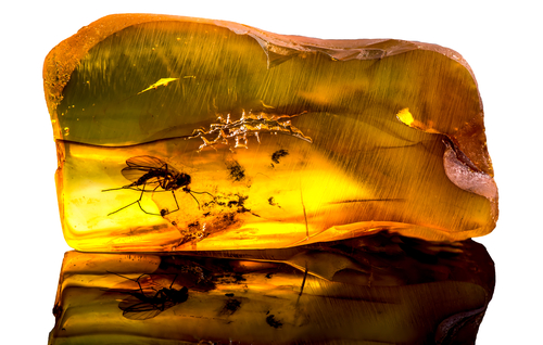 mosquito in amber