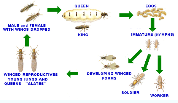 termite biology