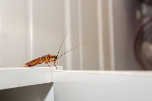 Why Are Cockroaches So Hard To Kill?