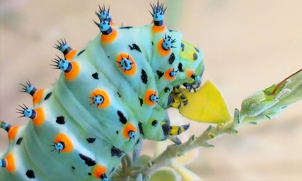 Calleta-Silkmoth-Caterpillar