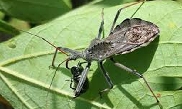 assassin-bug-worlds-weirdness-insects