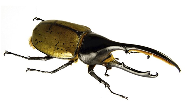 hercules-beetle-worlds-weirdest-insects