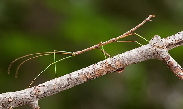stick-insect-worlds-weirdest-insects