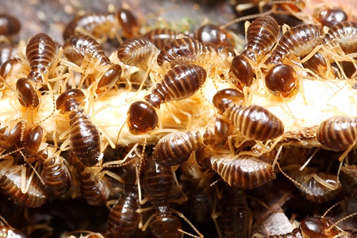 termite-infestation