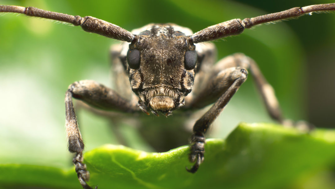 Asian-Longhorned-Beetle