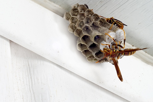 Wasp-Nest