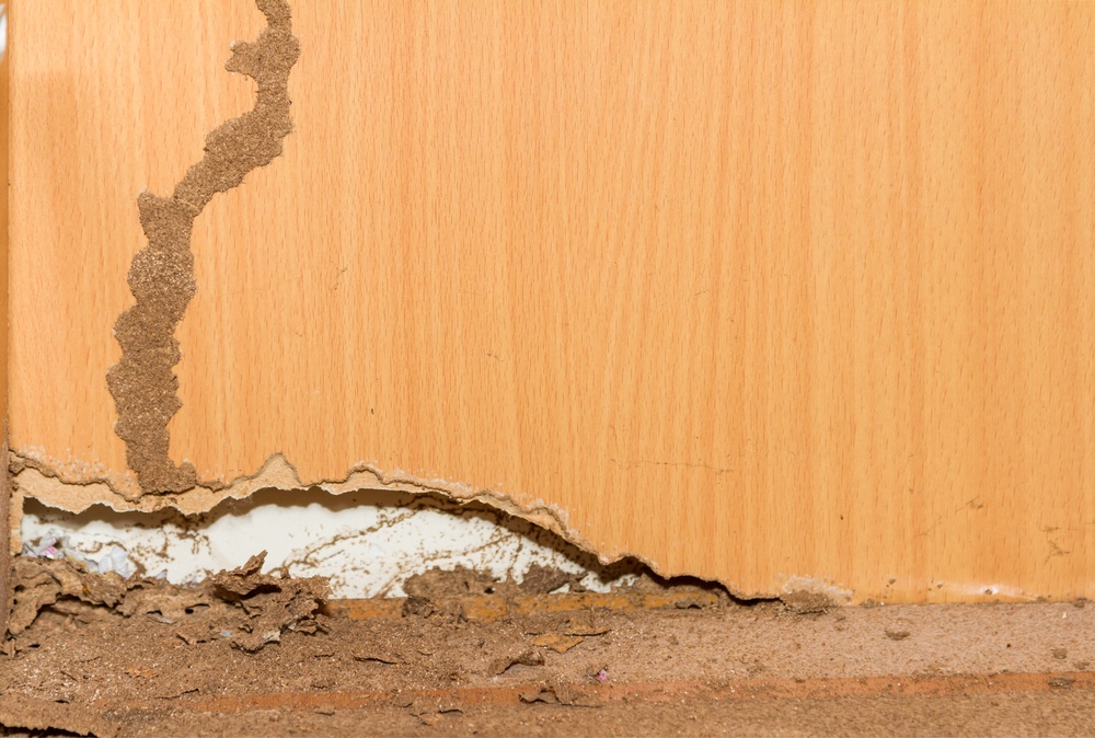 Termites Eating You Out Of House And Home