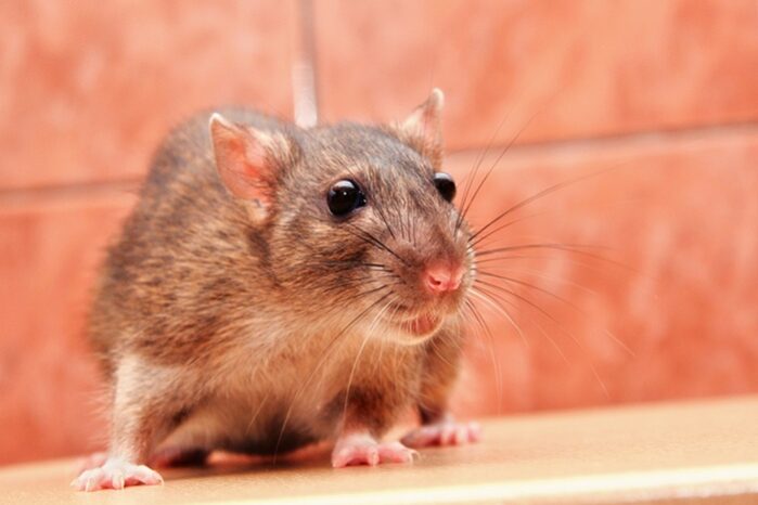 Rodent-Control-Holistic-Pest-Solutions
