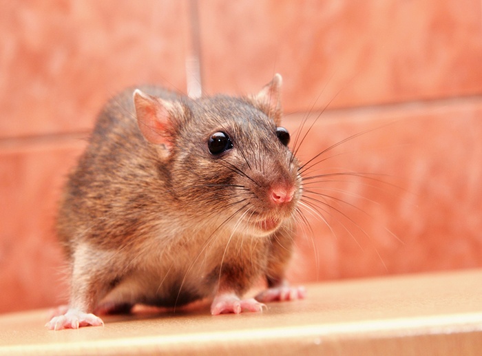 Rodent-Control-Holistic-Pest-Solutions