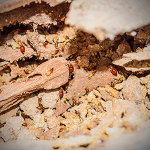 Termite-Control-Holistic-Pest-Solutions