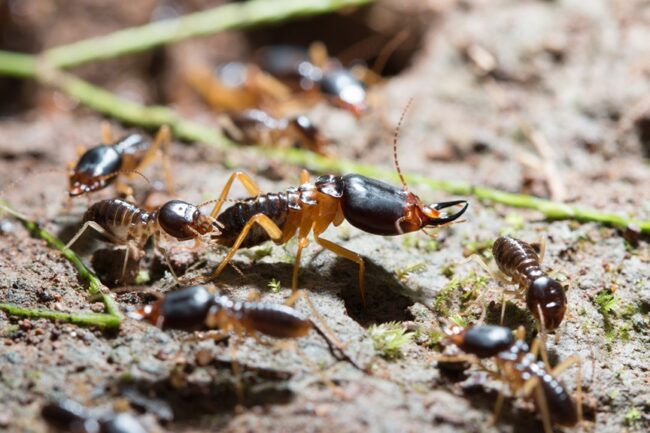 Benefits-of-Having-a-Termite-Inspection