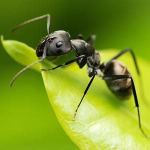 Termite Control