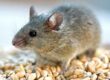Rodent-Control-Holistic-Pest-Solutions