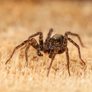 spider-control-holistic-pest-solutions
