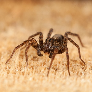 Black Widow Virginia's Venomous Spider- Holistic Pest Solutions