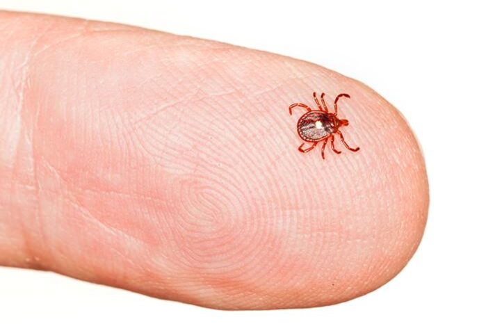 nød emne Gøre klart Which Ticks Make You Sick - Holistic Pest Solutions, Pest Control
