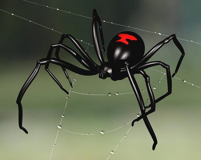 Black-Widow-Virginia's-Venomous-Spider-HPS