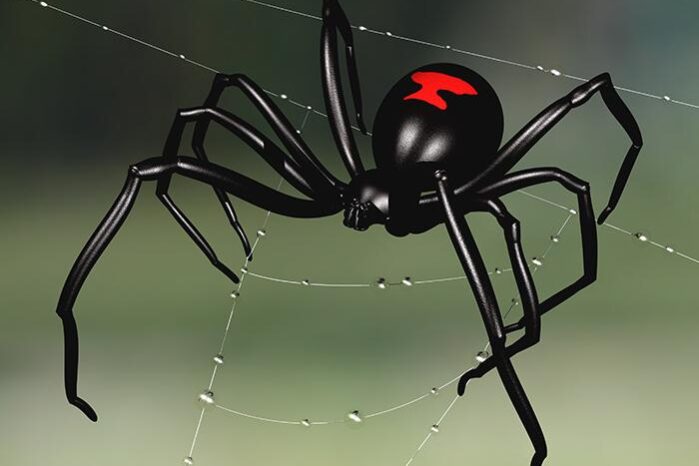 Black-Widow-Virginia's-Venomous-Spider-HPS