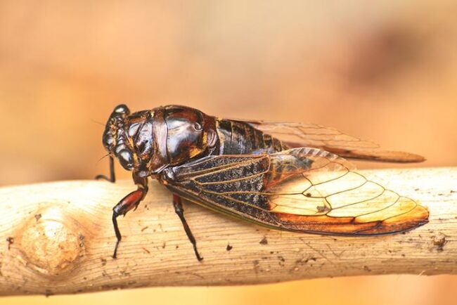 Cicadas, A Very Temporary Pest