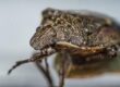 Controlling Stink Bugs