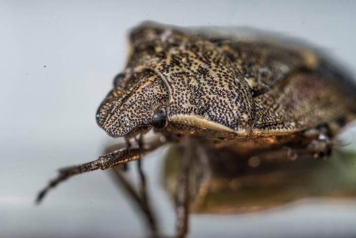 Controlling Stink Bugs