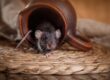 Ways Rodents Get In Your Home