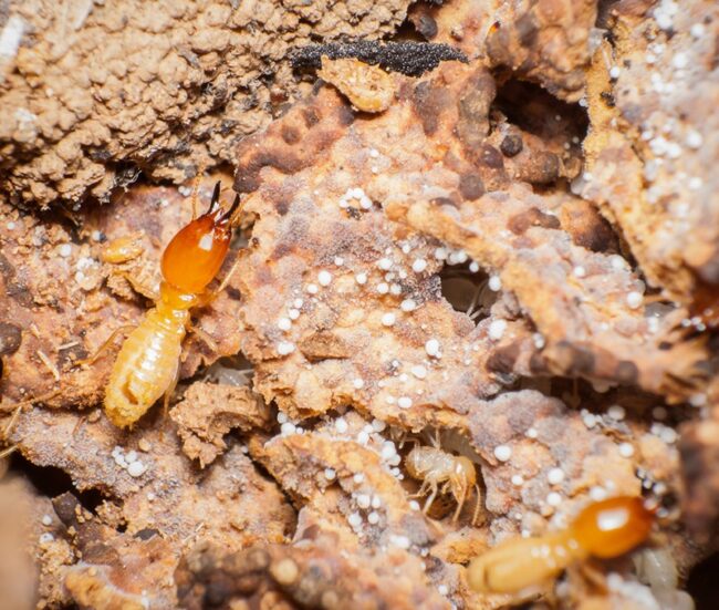 Termite Inspection Benefits
