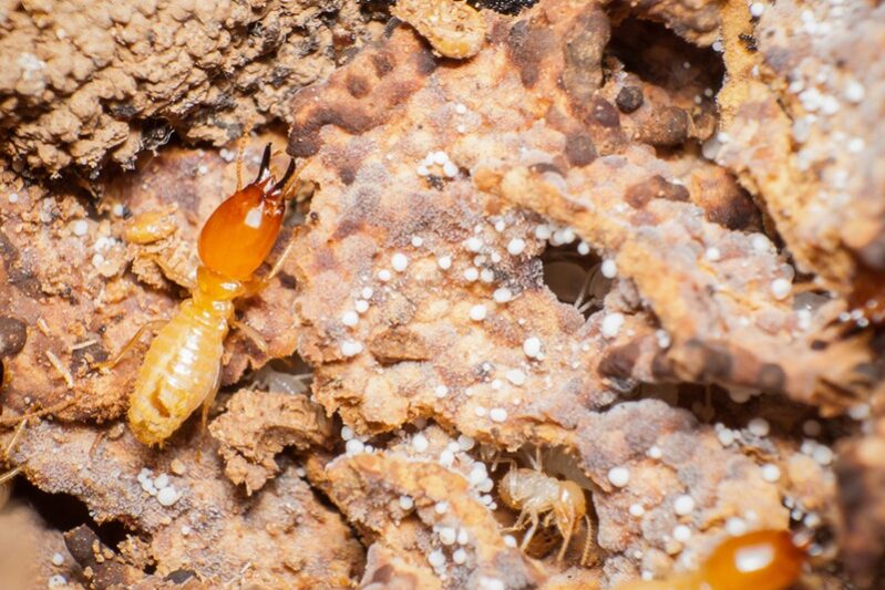 Termite Inspection Benefits