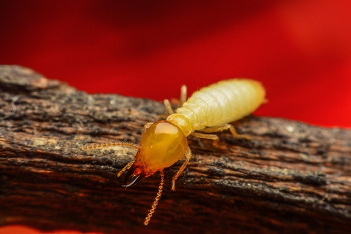 What-You-Need-To-Know-About-Termites