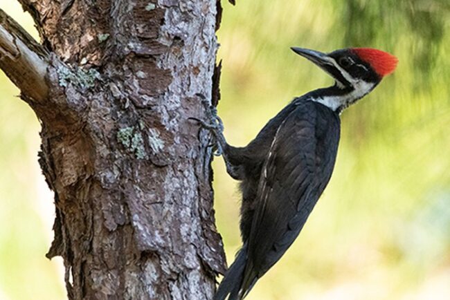 Why-Woodpeckers-Peck-Wood