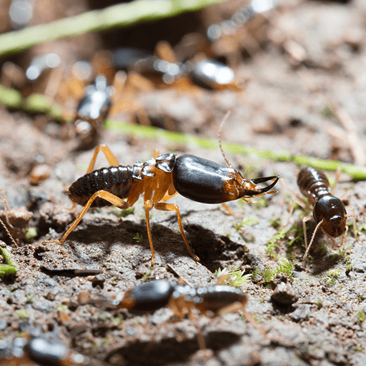 Termites-Next-Meal Holistic Pest Solutions