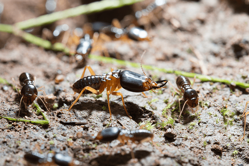 Termites-Next-Meal Holistic Pest Solutions