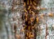 Termites-In-Virginia Holistic Pest Solutions