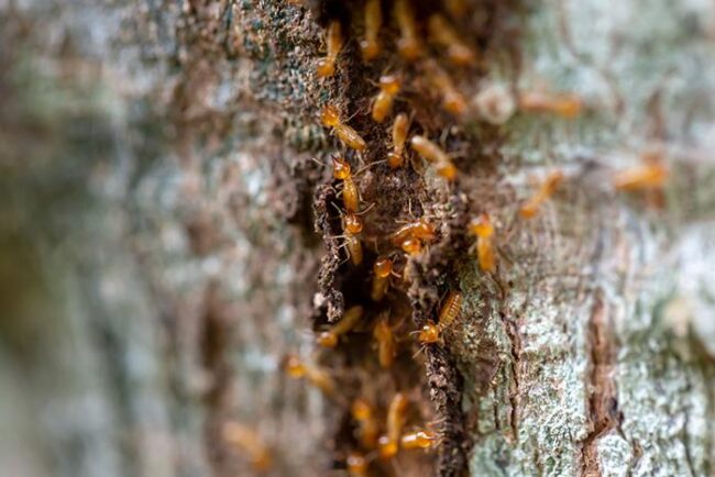 Termites-In-Virginia Holistic Pest Solutions