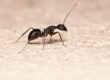 ant-myths-debunked