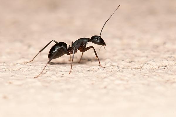 ant-myths-debunked