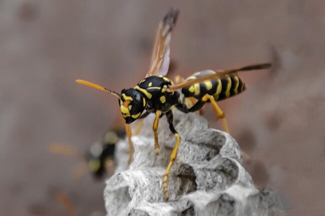 Why-The-Wasp-Stings