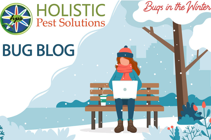 Bugs-In-The-Winter-Holistic-Pest
