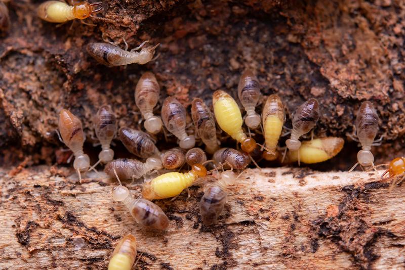 Important-Termite-Inspections