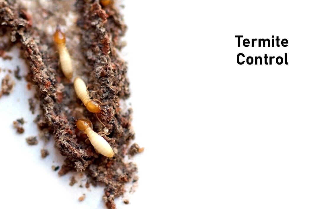 Benefits-To-Having-A-Termite-Inspection