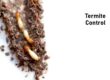 Benefits-To-Having-A-Termite-Inspection